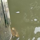 베이 브리지를 건너 케임브리지로: 블루크랩과 함께한 1박 2일( Sandy Point State Park, MD) 이미지