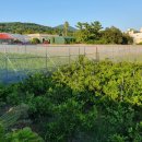 강정동-4 이미지