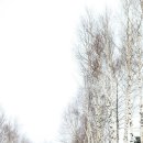 자작나무 숲 이미지