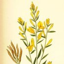 브룸 Daum카페
