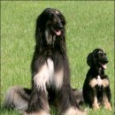Beating Hurdles, Scientists Clone a Dog for a First 이미지