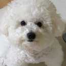 참숯양꼬치 - 김포시 황금로70번길 5-49 | 광주 북구 운암동 양꼬치 마라롱샤 맛집 추천 홍매참숯양꼬치 솔직후기