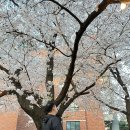 용이동 소로 1-205 | 26년 평택대 벚꽃축제 포토스팟 및 꿀팁대방출 인근 내돈내산 맛집도 알려드려요