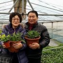 먼농장 네이버블로그