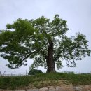 서산스포츠댄스학원 | 서산 면천읍성 골정지 - 박영재 댄스스포츠 전문학원