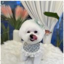 우리집강아지 애견미용 이미지