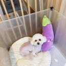 홍글몽글 이미지