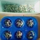 MP전자 | 자투리 비누로 만드는 MP조각비누