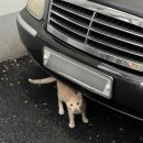 서호동-54 이미지