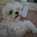 마당 | 인천 강화도 마당대여 하이폴라떼 후기