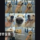 정쌤펫살롱 | (수원, 강아지, 고양이, 애견미용, 추천!) 정쌤펫살롱 정쌤펫살롱, 반려동물 맞춤 케어로 인기