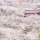 매화다방 - 시흥시 매화1로 18 | 매화다방