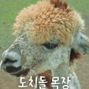 채울목장 | 제주 애월 도치돌 알파카목장, 다양한 동물 먹이주기 체험 후기