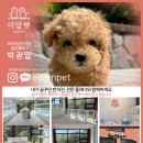 이담펫 이미지