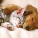 리베동물메디컬센터 이미지