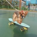 나래애견미용 이미지