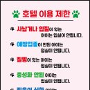 상신리코코네 이미지