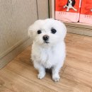 텐즈힐 애견미용 이미지