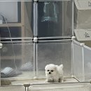 로열 퍼피샵 이미지