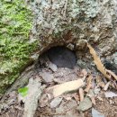 소동느티나무 이미지