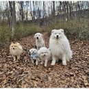 굿데이독 케어센터 이미지