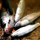 직천낚시터 이미지