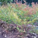 남천1-220 이미지