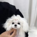 디바인퍼피 이미지