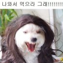 먹자 Daum카페