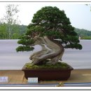 법인금현 | [전시회] 2006 제17회 한국분재대전 관련자료 - 금현분재원
