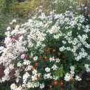 단양별빛한옥민박 이미지