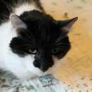 Healthy Cat 네이버블로그