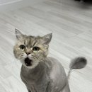 골골탬버린클럽 이미지