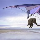 멍멍이 날다 이미지