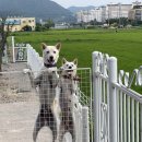(진돗개 분실신고) 전남 장성군 장성읍 항아리보쌈 부근에서 실종된 강아지를찾습니다! 이미지