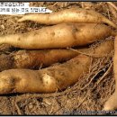 수호농장 Daum카페