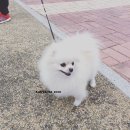 로베르토폼 이미지