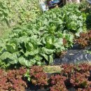 삼막골농원 이미지