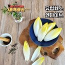 앤다이브