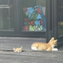 클레리아 이미지