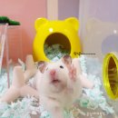 도리순이 이미지