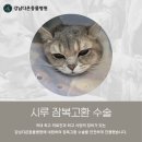 강남다온동물병원 고양이 잠복고환 수술 후기