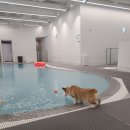 코코호도 운정점 | [수영장] 놀로스퀘어 아쿠아센터 방문 후기 / 서울 실내수영장