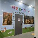 뛰뛰 강아지 놀이터 | [평택 애견카페] 인조잔디 테라스에서 뛰뛰 가능한 곳 '고덕애견놀이터' 솔직후기