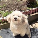 교촌치킨 삼문상남점 | 【5/7~5/10】 그림체 너무 다른 두 여성
