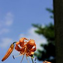 참나리 이미지