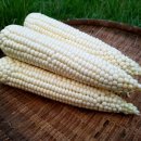 옥수농장 이미지