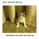 고양이 역변 레전드 이미지