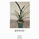 난향 - 8692 | 난향