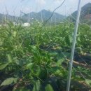 의주농장 이미지